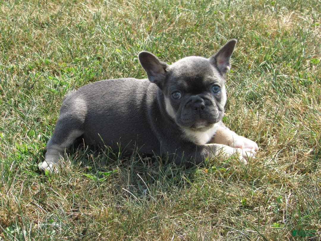 French Bulldog dogs for sale: Lucy - Ad 3