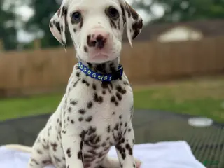 Dalmatian dogs Blue - Ad 11