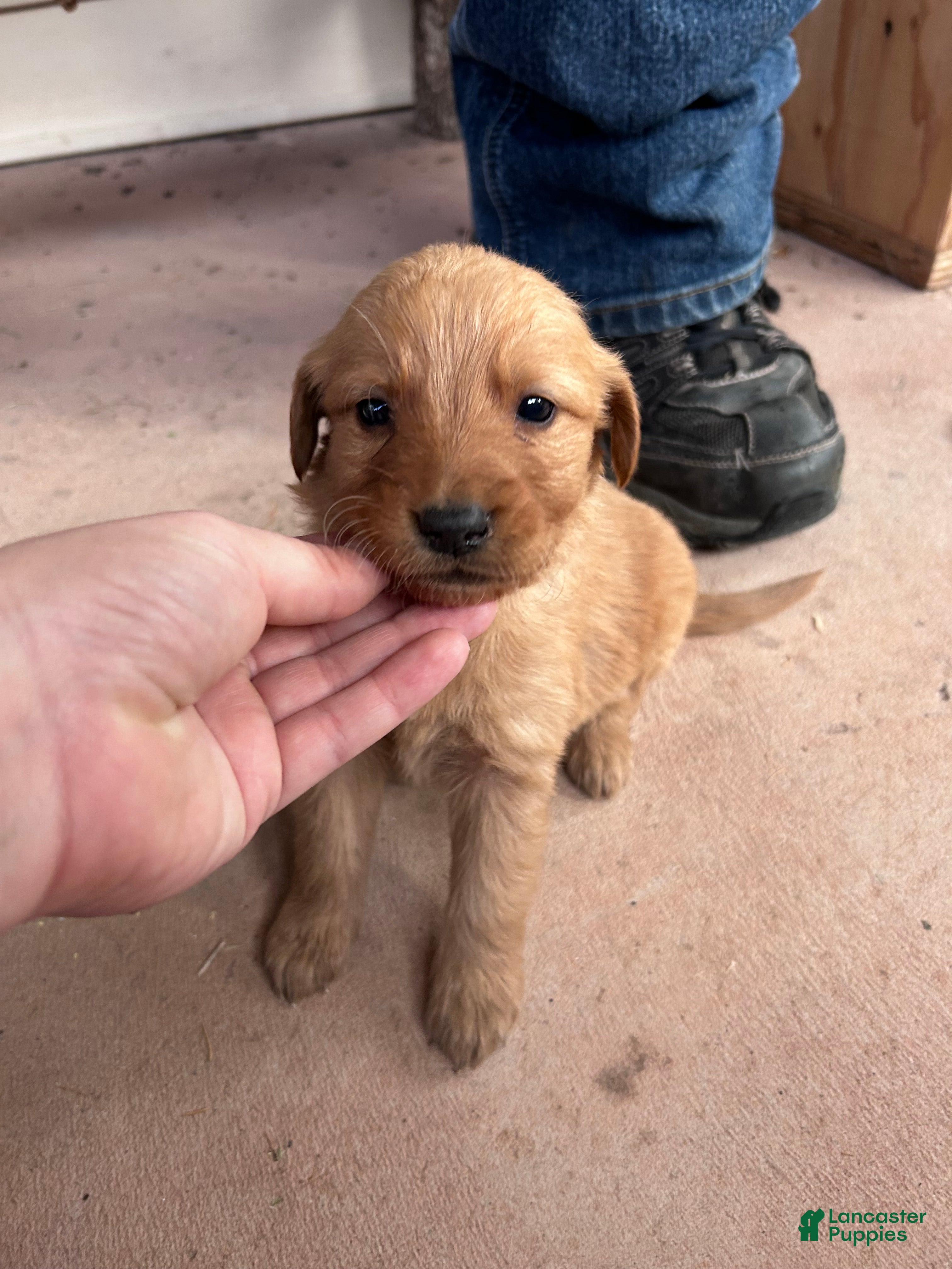 Golden Retriever dogs for sale: Buddy (Orange) - Ad 4
