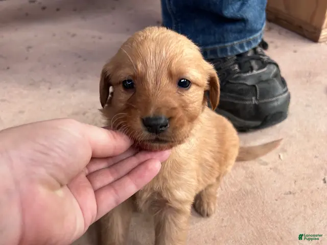 Golden Retriever dogs for sale: Buddy (Orange) - Ad 38