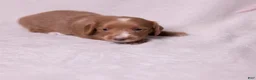 Miniature Dachshund dogs for sale: Taffy - Ad 9