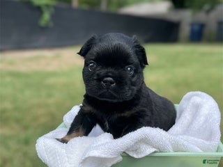 French Bulldog dogs - Ad 22