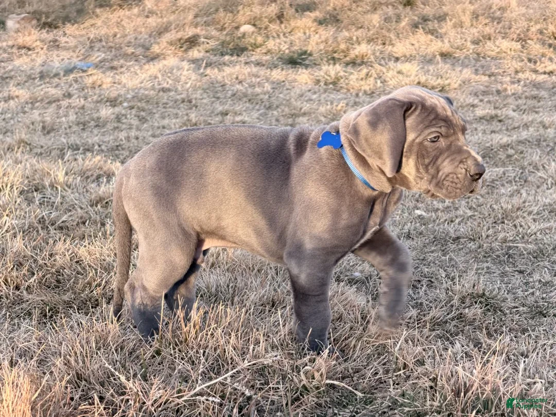 Great Dane dogs for sale: Great Dane Boy - Ad 2