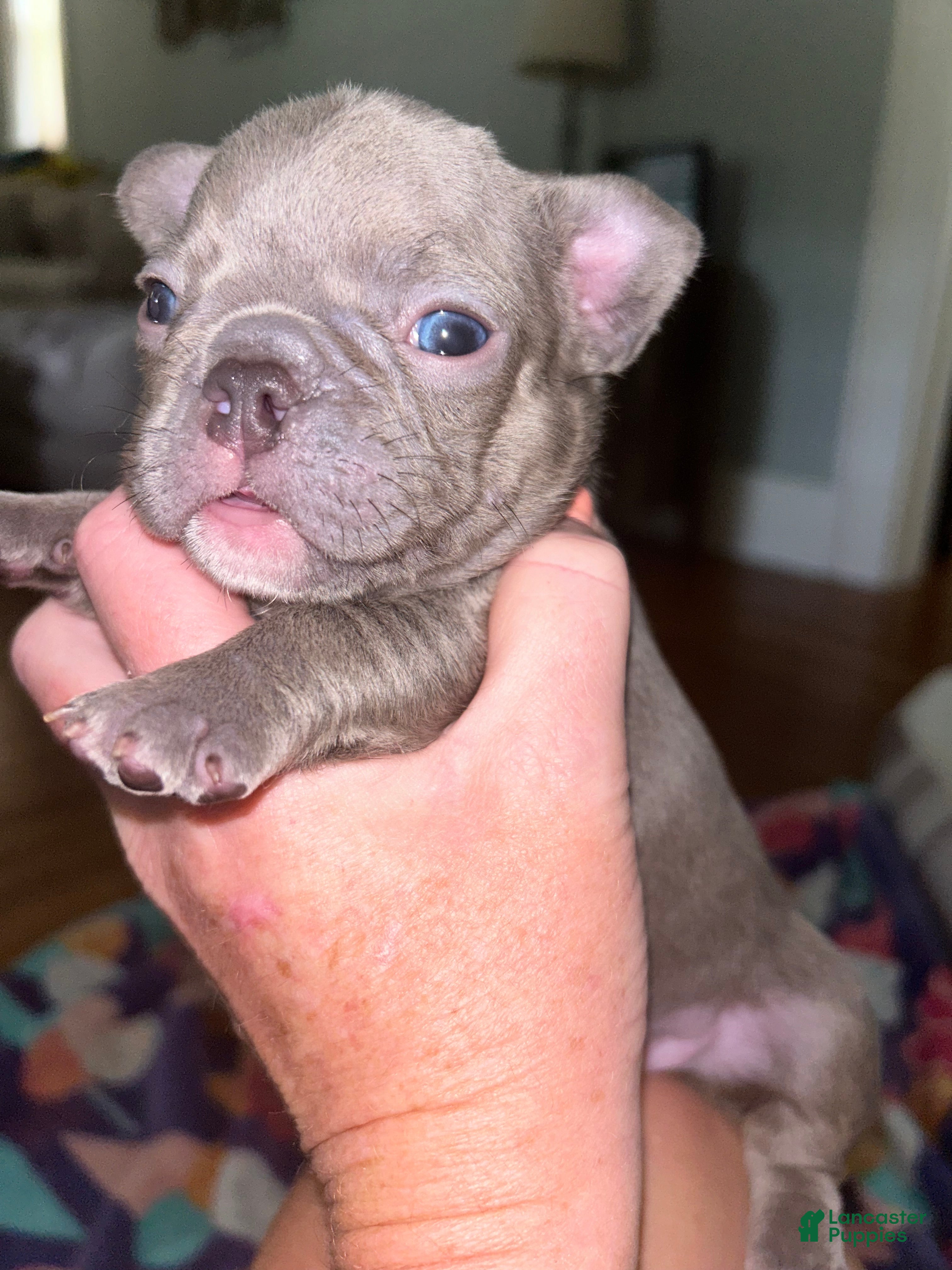 French Bulldog dogs French Bulldog 2 - Ad 1