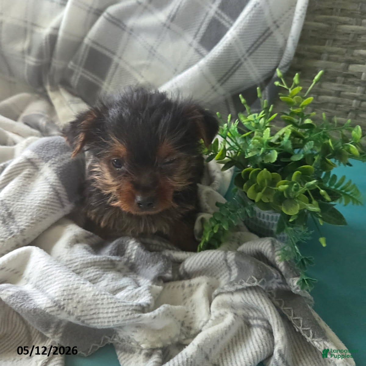 Yorkshire Terrier dogs Hudson - Ad 1