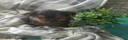 Yorkshire Terrier dogs for sale: Hudson - Ad 1