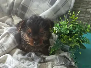 Yorkshire Terrier dogs for sale: Hudson - Ad 1