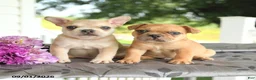Frenchton dogs for sale: Max - Ad 5