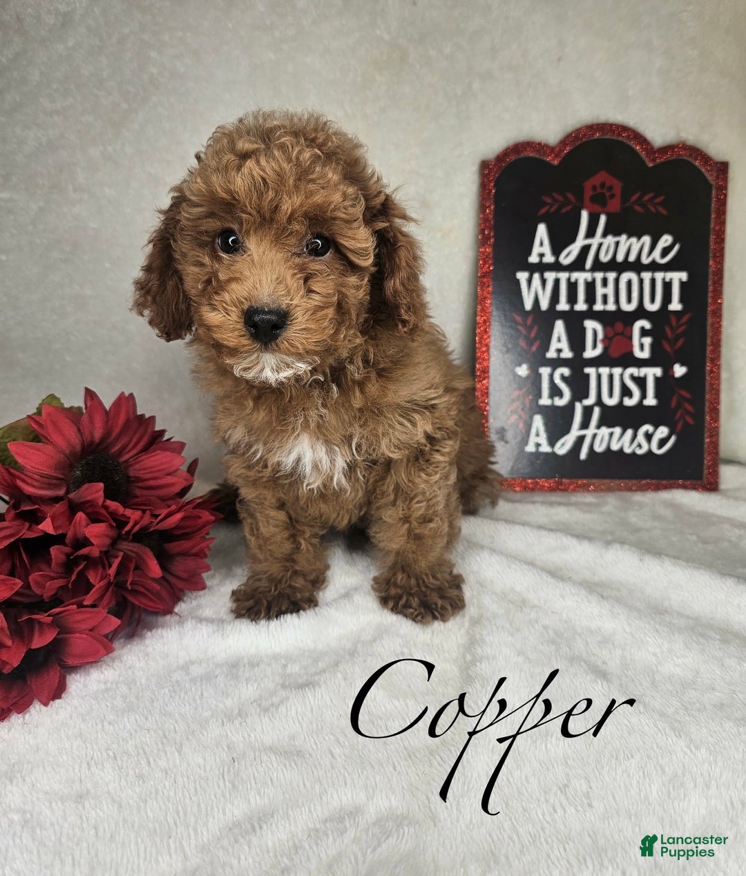 Miniature Poodle dogs for sale: Copper - Ad 1
