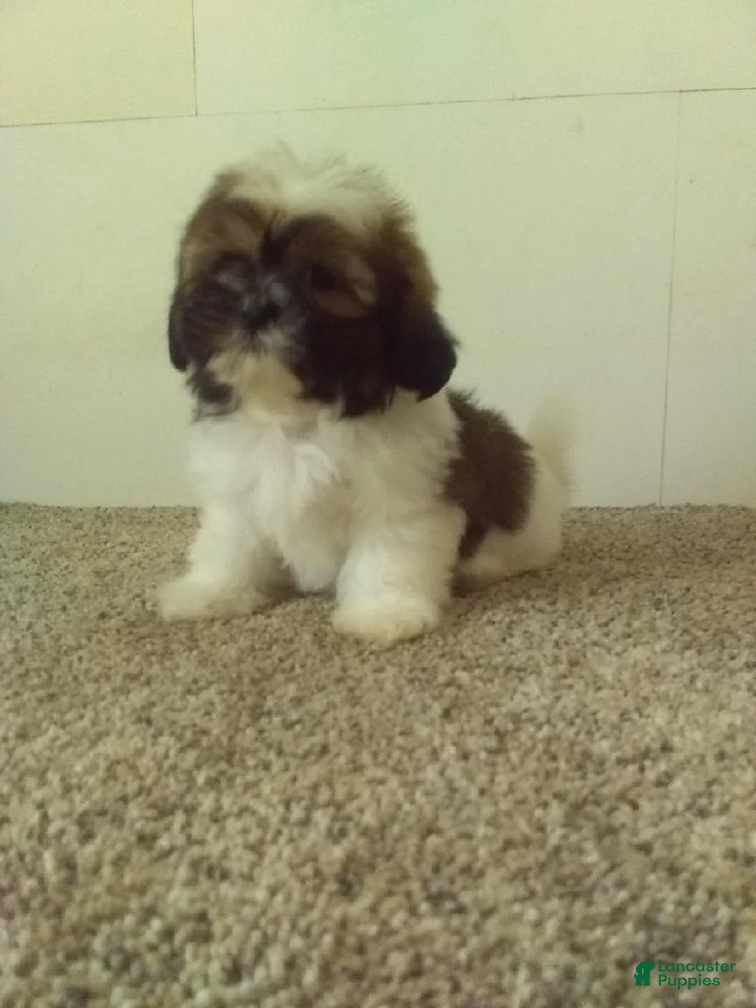 Shih Tzu dogs for sale: Jack  - Ad 1