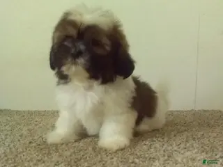 Shih Tzu dogs Jack - Ad 11