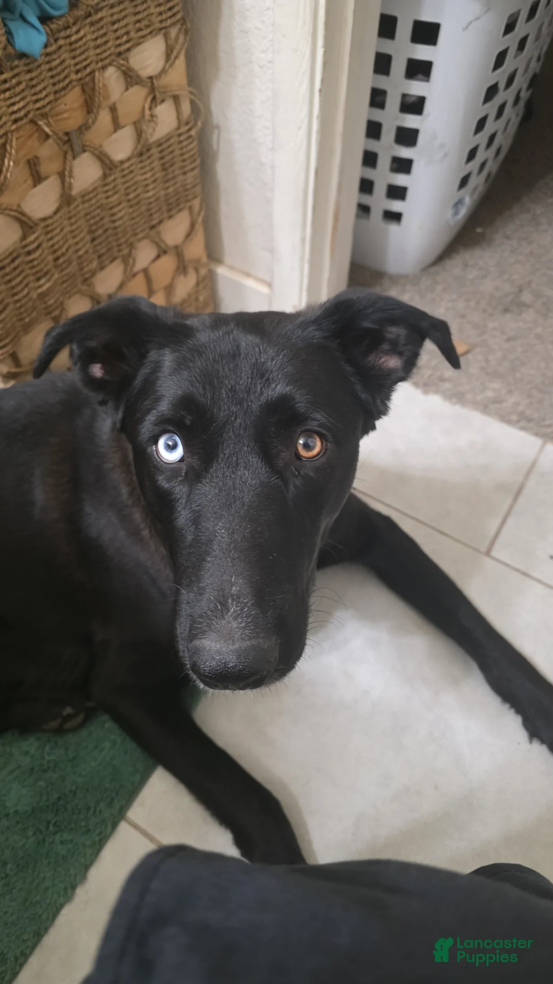 Mixed Breed dogs for sale: Jasper - Ad 2