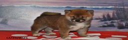 Shiba Inu dogs for sale: Sparky - Ad 1