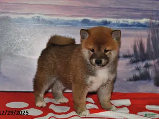 Shiba Inu dogs Sparky - Ad 1