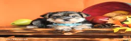Morkie dogs for sale: Charlie - Ad 3