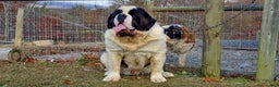 Saint Bernard dogs for sale: Birch - Ad 3