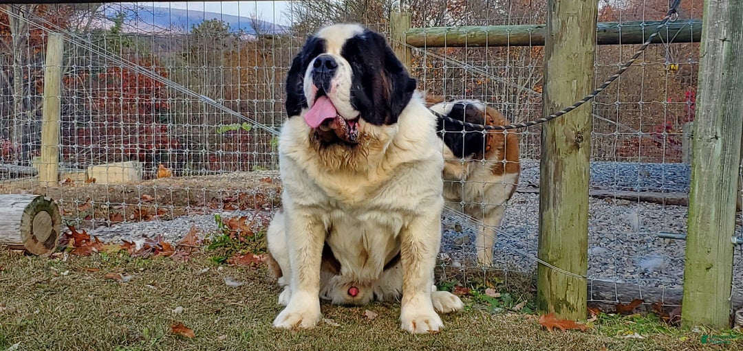 Saint Bernard dogs for sale: Birch - Ad 3