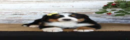 Bernese Mountain Dog dogs for sale: Margie - Ad 6