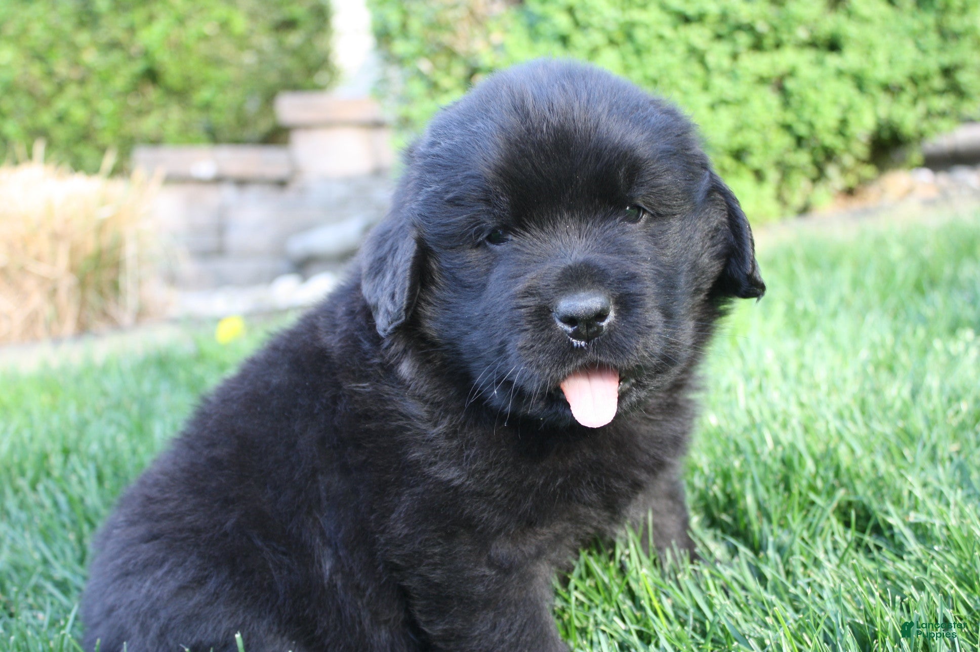 Newfoundland dogs Midnight - Ad 1