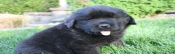 Newfoundland dogs for sale: Midnight - Ad 12