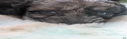 Labradoodle dogs for sale: Labradoodle 1 - Ad 6