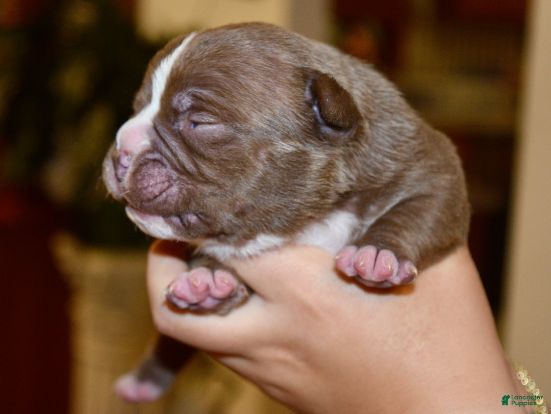 American Bully dogs for sale: American Bully Puppy 2 - Ad 1