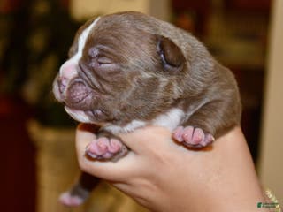 American Bully dogs American Bully Puppy 2 - Ad 28