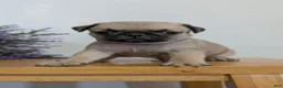 Pug dogs for sale: Nemo - Ad 5