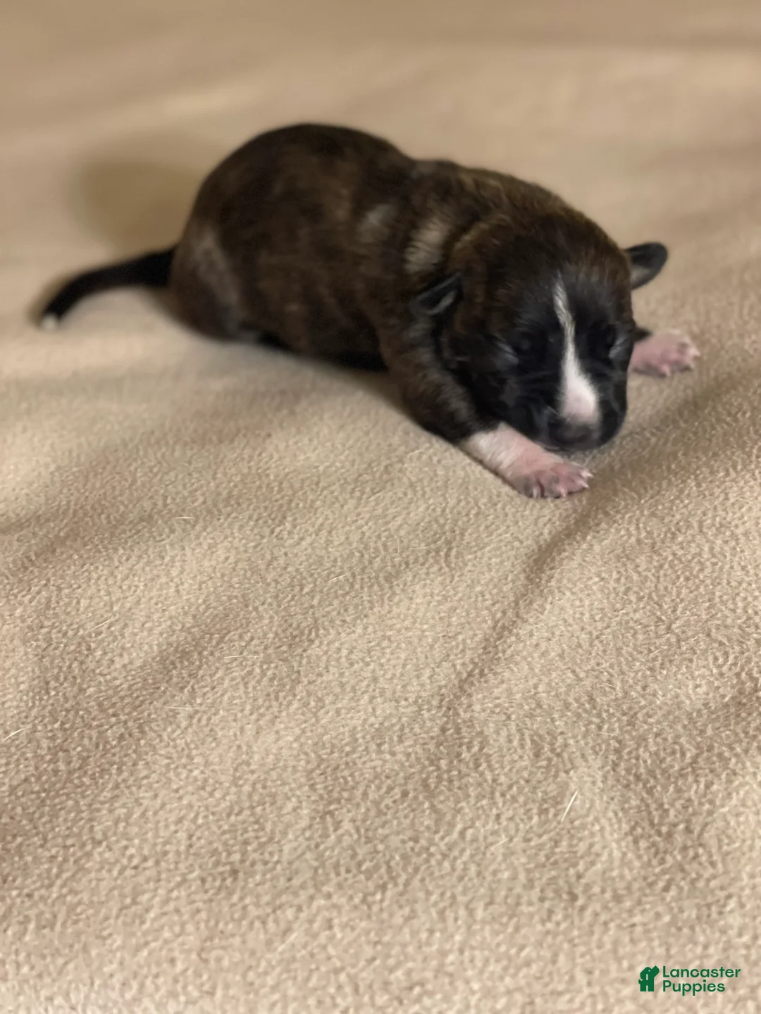 American Pit Bull Terrier dogs for sale: American Pit Bull Terrier Puppy 1 - Ad 4