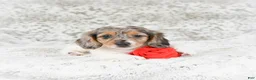 Miniature Dachshund dogs for sale: Charlotte - Ad 6