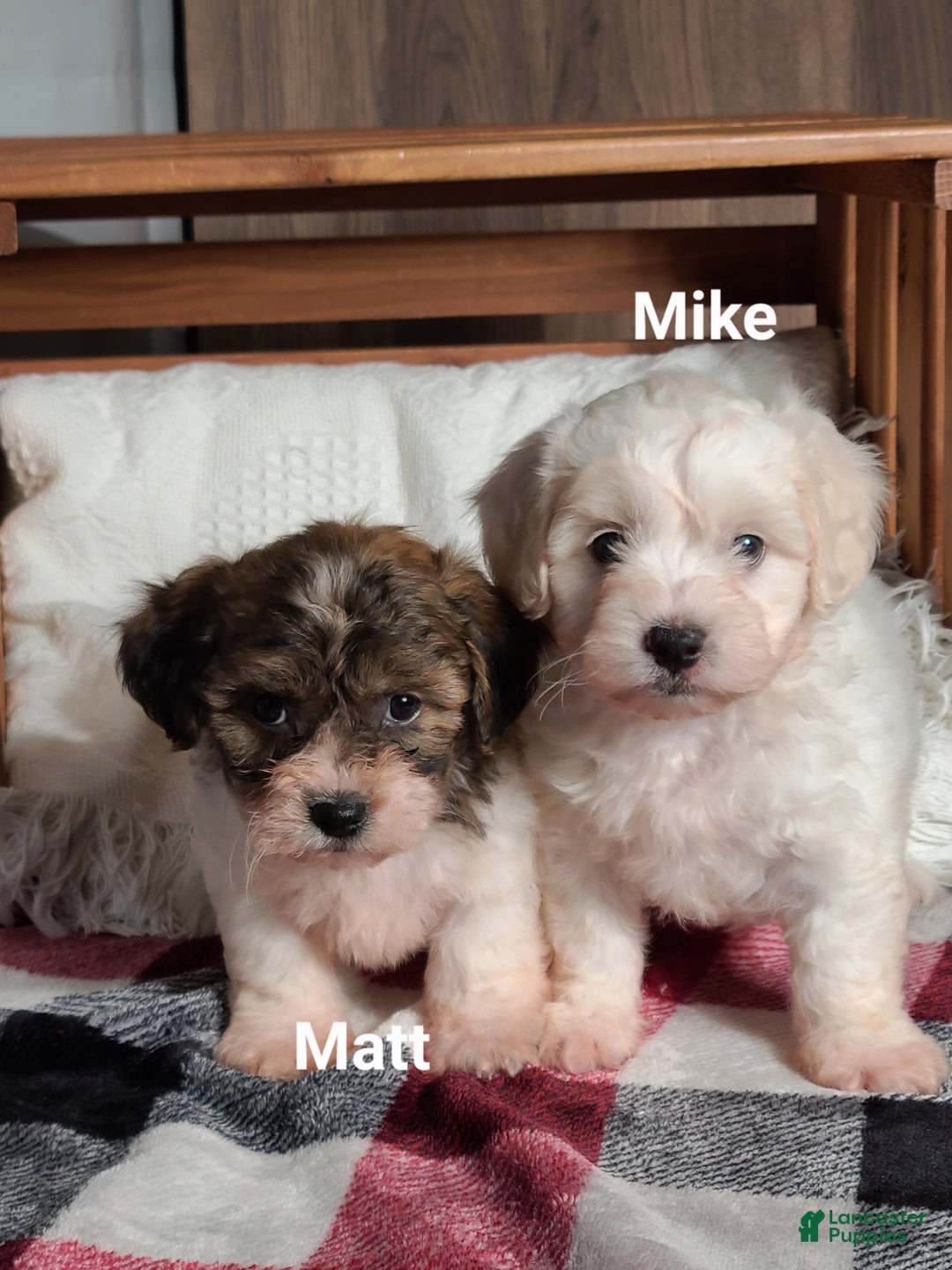 Teddy Bear dogs for sale: Mindy  - Ad 12