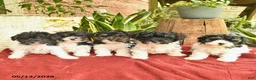 Yorkiepoo dogs for sale: Cassie   - Ad 5