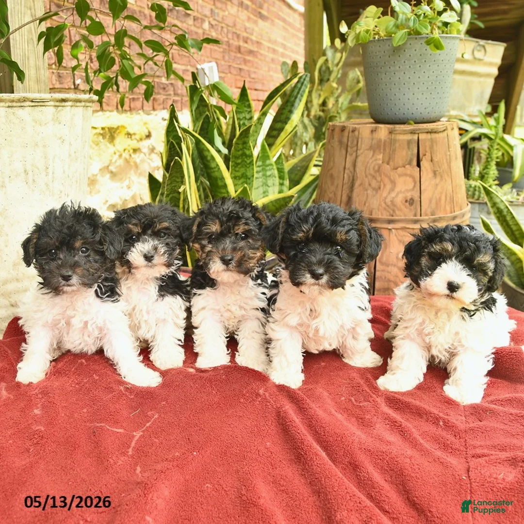 Yorkiepoo dogs for sale: Cassie   - Ad 5
