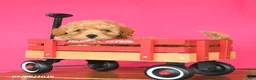 Toy Poodle dogs for sale: Adam - Ad 3
