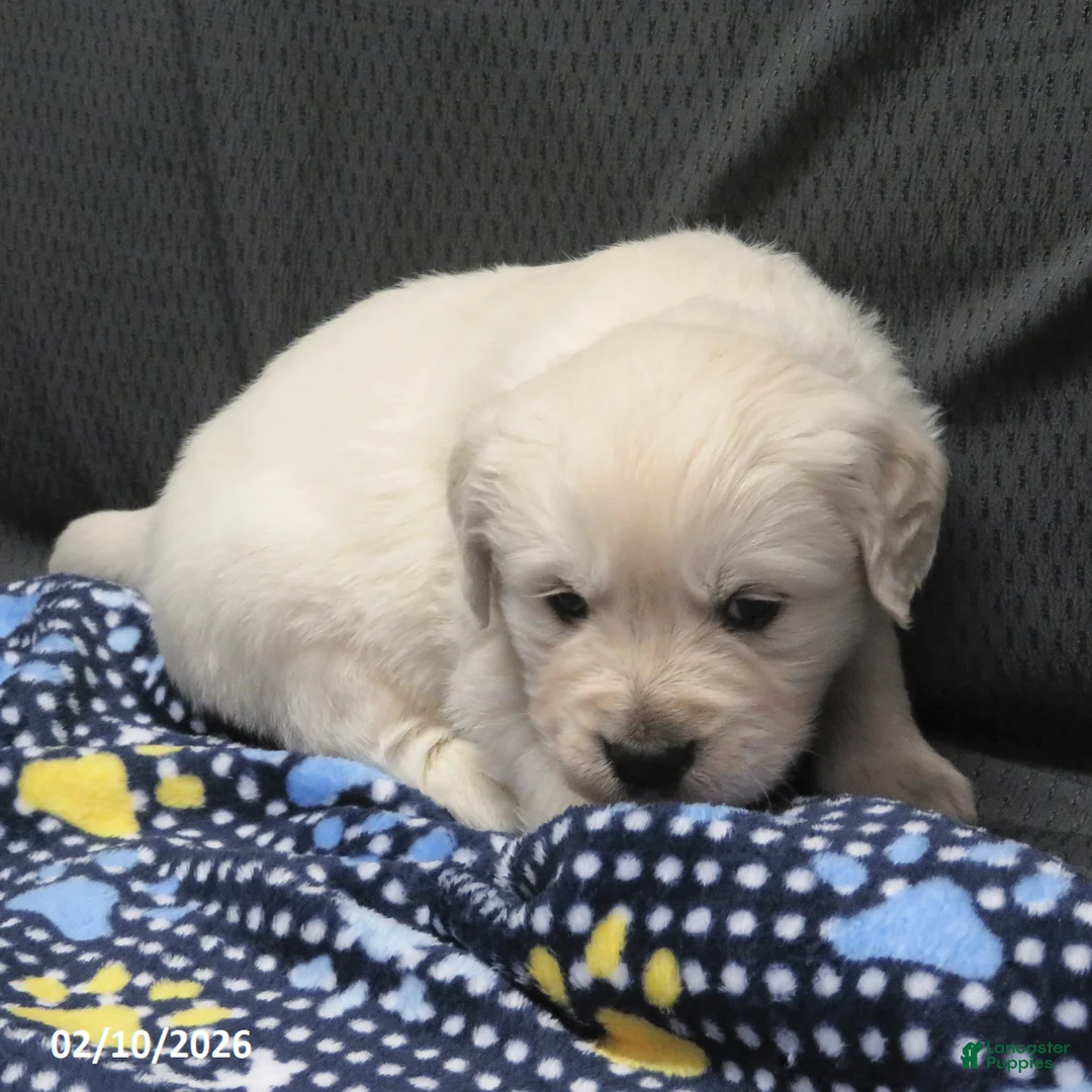 Golden Retriever dogs for sale: Gordie - Ad 6