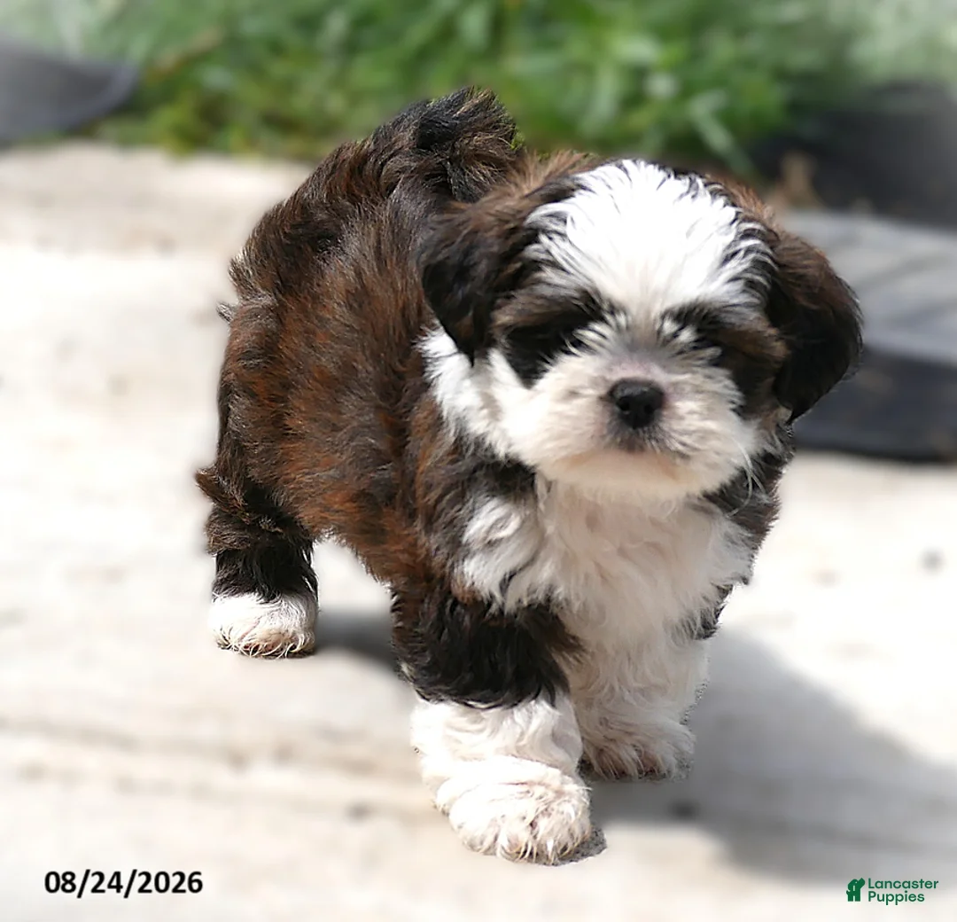 Shih Tzu dogs for sale: Aden - Ad 1