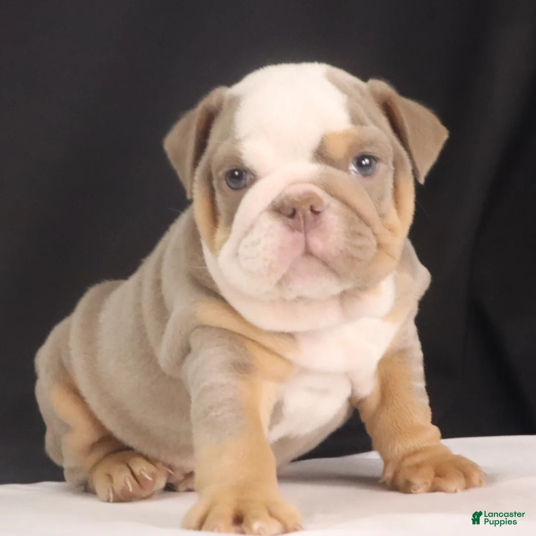 English Bulldog dogs for sale: Tyler - Ad 14