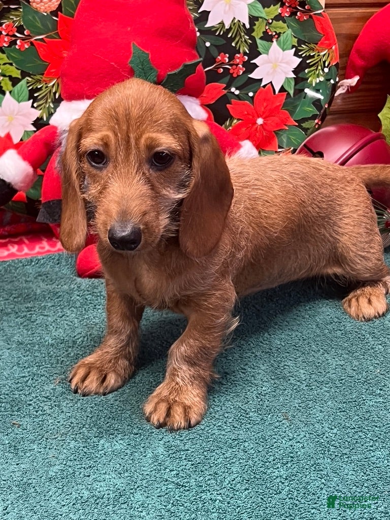 Dachshund dogs Sybil - Ad 39