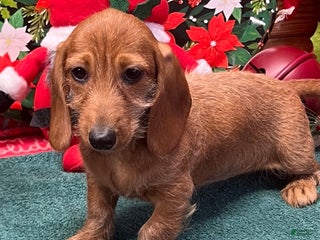 Dachshund dogs Sybil - Ad 39