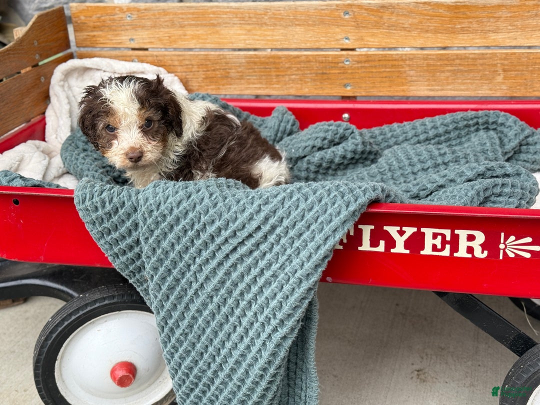 Cavapoo dogs for sale: Arlo - Ad 25