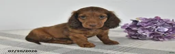 Miniature Dachshund dogs for sale: Ace  - Ad 3