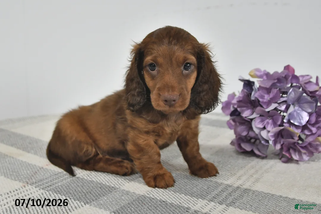 Miniature Dachshund dogs for sale: Ace  - Ad 3