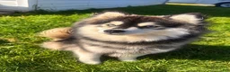 Pomsky dogs for sale: Pomsky 5 - Ad 7