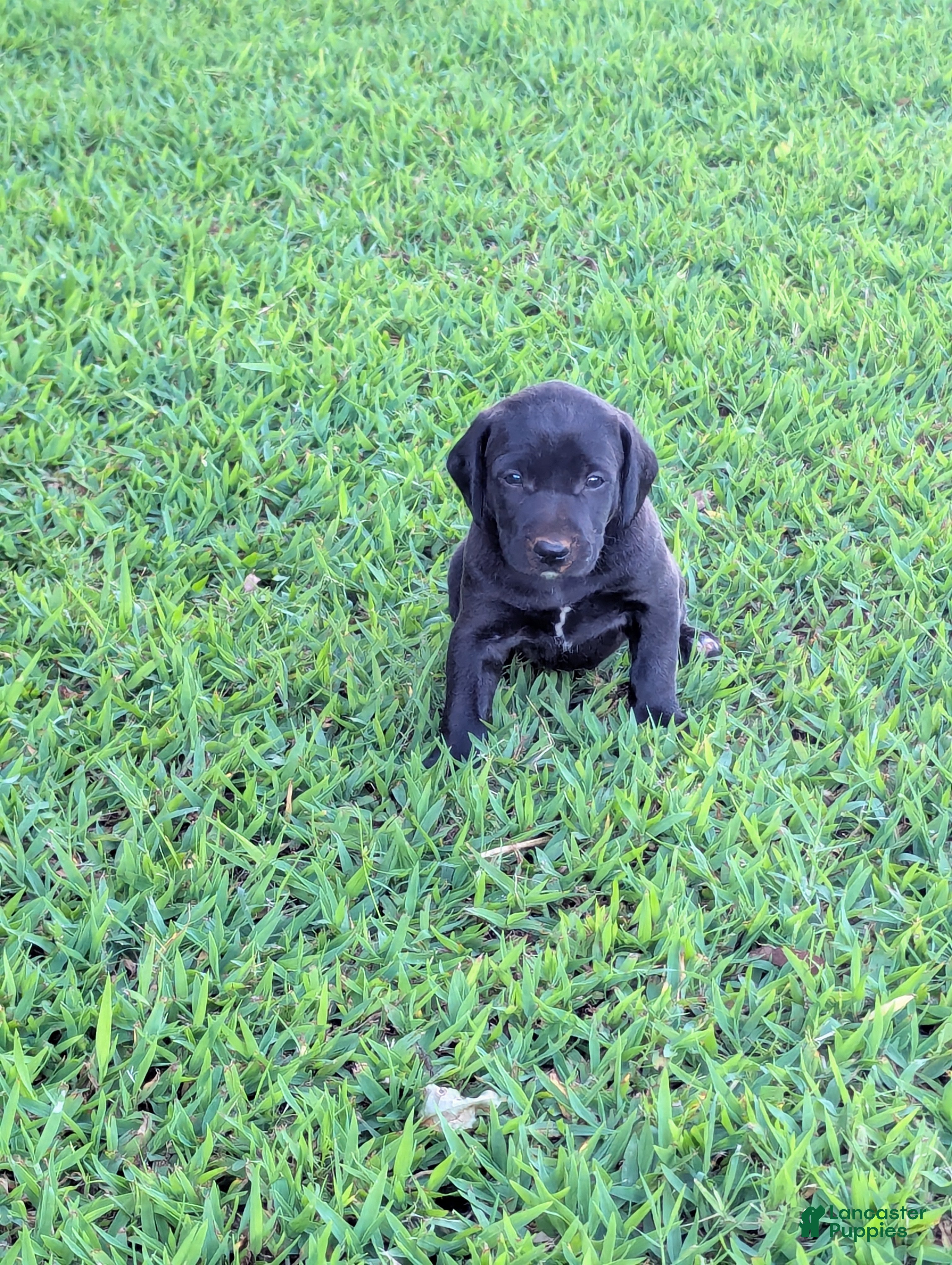 Mixed Breed dogs Mixed Breed 3 - Ad 2