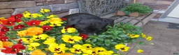 Labrador Retriever dogs for sale: Labrador Retriever Puppy 3 - Ad 12
