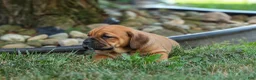 Beabull dogs for sale: Axel 💙🐾 - Ad 7