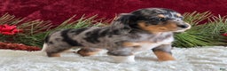 Miniature Dachshund dogs for sale: Kaycie - Ad 5