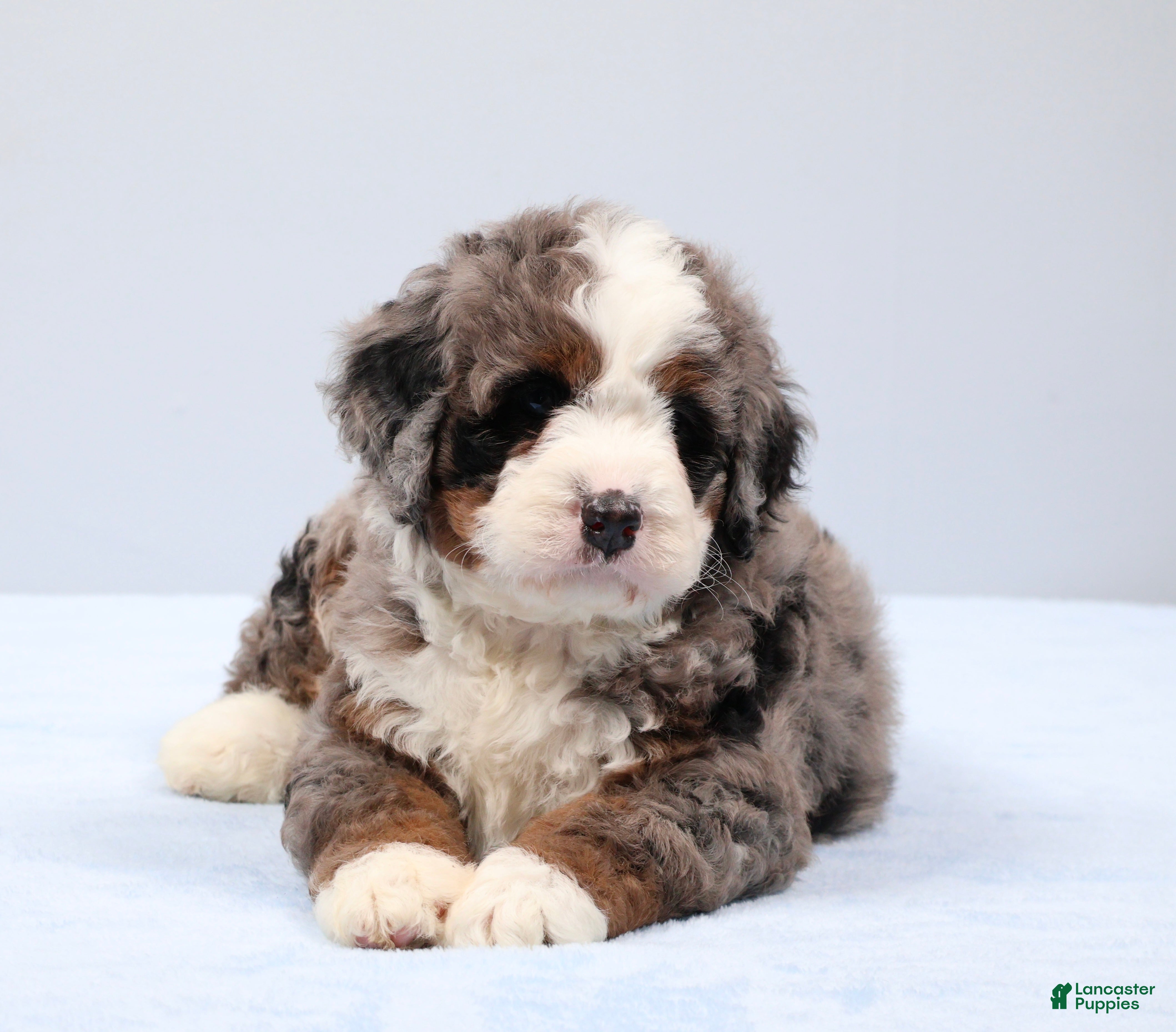 Mini Bernedoodle dogs Fletcher  - Ad 2