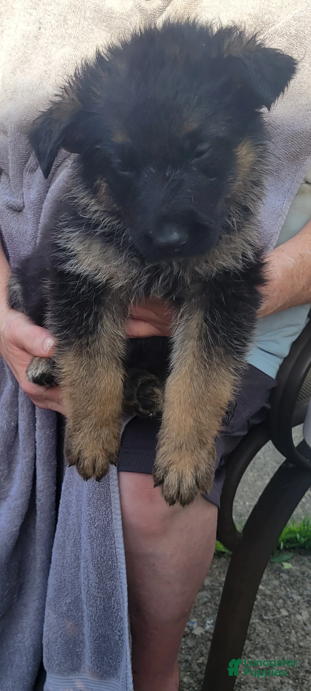 German Shepherd dogs for sale: Mercedes - Ad 2