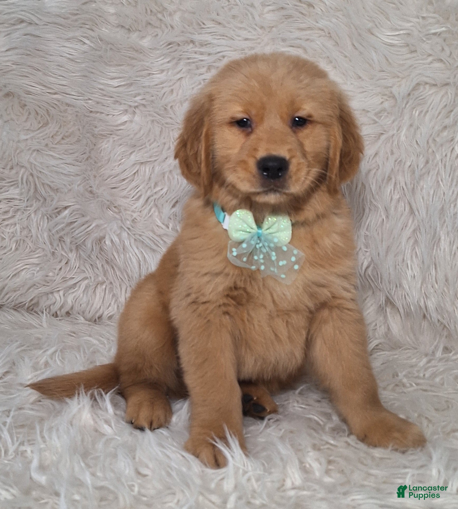 Golden Retriever dogs Bruno - Ad 22